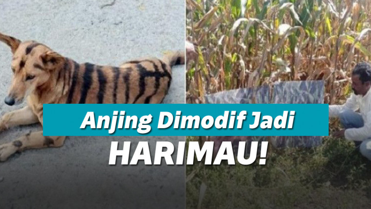 Anjing berbulu harimau ala India