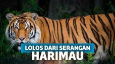 Ilustrasi harimau