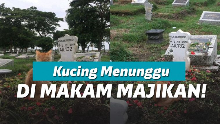 Kucing setia