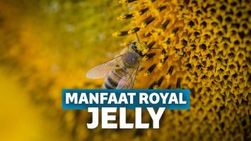 Manfaat Royal Jelly Bagi Kesehatan