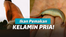 Ikan candiru menyerang penis
