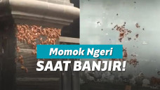 Kecoa ngungsi karena banjir