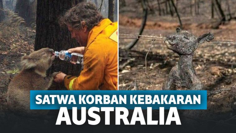 Kebakaran Hutan Dahsyat Di Australia, 500 Juta Satwa Mati