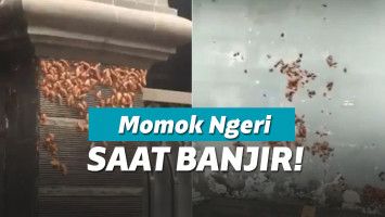 Kecoa ngungsi karena banjir