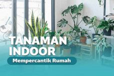 Tanaman indoor terbaik