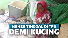 kucing