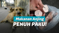 Anjing diberi makan paku