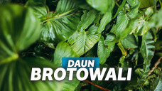 manfaat brotowali