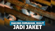 Sadis! Warga China Konsumsi Kucing dan Kulitnya Dijadikan Jaket