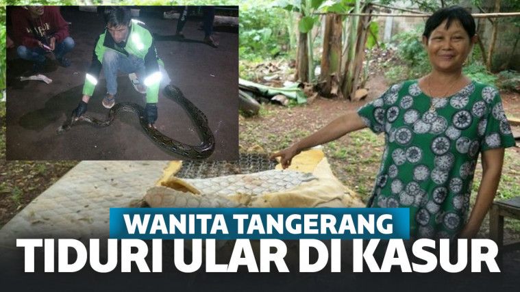 Tak Sadar Tiduri Ular Sepanjang 3,5 Meter, Wanita di Tangerang Ketakutan