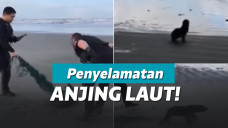 Petugas polisi selamatkan anjing laut