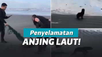 Petugas polisi selamatkan anjing laut