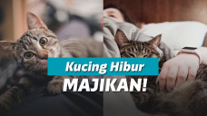 ilustrasi kucing menghibur pemiliknya