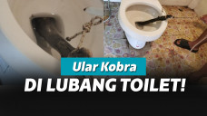 Ular kobra di toilet