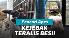 Pencuri terjebak di jendela