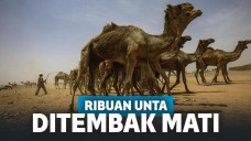 Unta liar di Australia