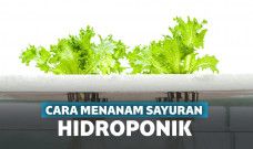 cara menanam hidroponik
