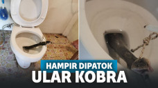 Sudah Kebelet Boker, Pria Ini Malah Temukan Kobra Panjang di Dalam Jambannya