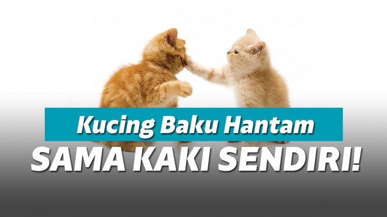 Ilustrasi kucing berkelahi