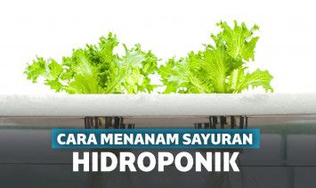 cara menanam hidroponik