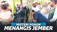 Viral Pohon Menangis dan Merintih di Jember, Pemilik; Sempat Dirukyah