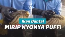 Ikan buntal dipijat