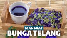 Manfaat Bunga Telang
