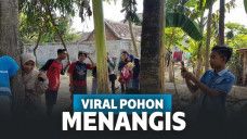 Pohon menangis di Jember