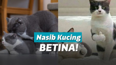 Ilustrasi kucing kawin
