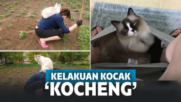 Dasar Nggak Tau Diri! Inilah 12 Kelakuan Kocheng Bikin Tepuk Jidat!