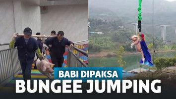 Babi Dipaksa Lakukan Bungee Jumping Untuk Hiburan