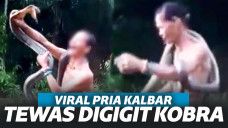 Digigit Kobra, Pria Asal Kalimantan Barat Tewas Mengenaskan