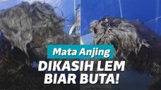 Mata anjing dilem pemilik
