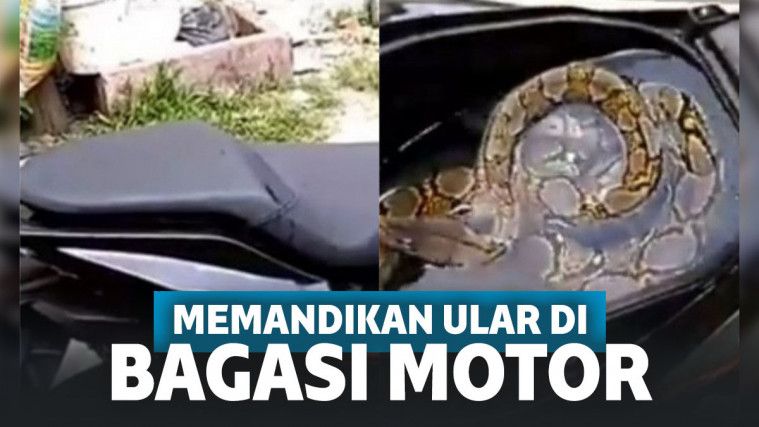 memandikan ular