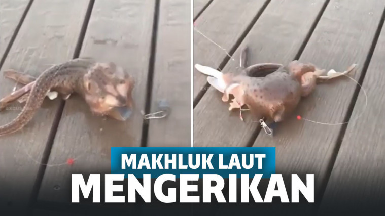Pengguna TikTok Tangkap Makhluk Laut Aneh, Kakinya Tiga Lidahnya Mengerikan