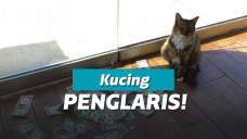 Kucing menghasilkan uang