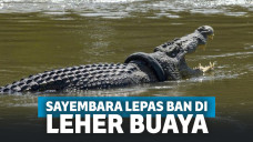 Heboh Sayembara Lepas Ban Bekas di Leher Buaya di Sungai Palu, Begini Ending-nya!