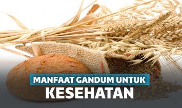 manfaat gandum