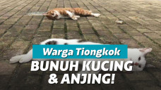 Hewan peliharaan dibunuh karena termakan hoax