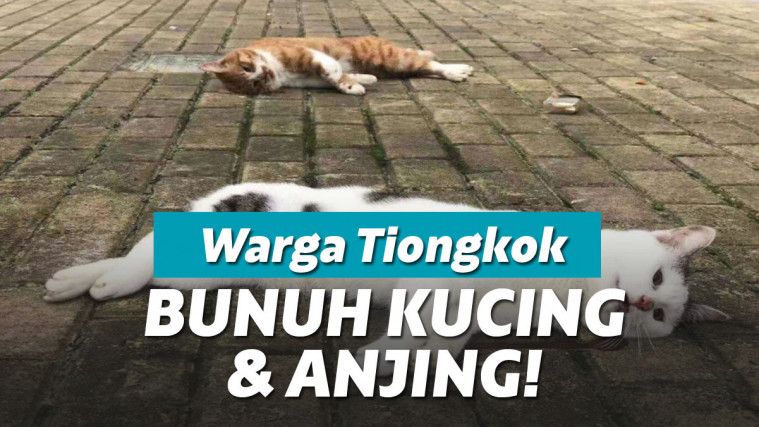Hewan peliharaan dibunuh karena termakan hoax