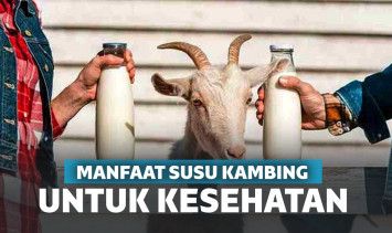Manfaat susu kambing