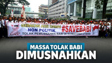 Tolak Dimusnahkan, Massa Demo #SaveBabi: Dari Babi Banyak Jadi Jenderal, Profesor hingga Danai Caleg