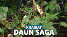 Manfaat Daun Saga