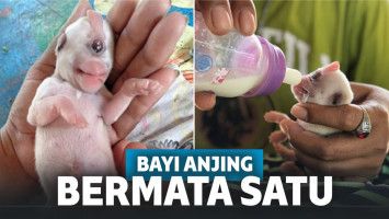 Unik! Lahir dengan Satu Mata di Tengah Kepala, Bayi Anjing Ini Jadi Mirip Minion