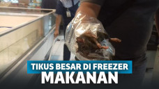 Tikus terjebak di dalam freezer makanan