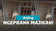 Anjing ngeprank