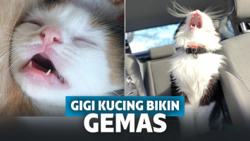 Gemesin banget! Begini Penampakan Keseluruhan Gigi Kucing Yang Sebenarnya!