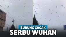 Ribuan burung gagak misterius di langit Wuhan