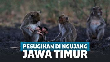Pesugihan kera di Ngujang, Jawa Timur