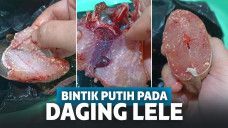 Ikan lele dengan bintik putih disebut mengandung cacing